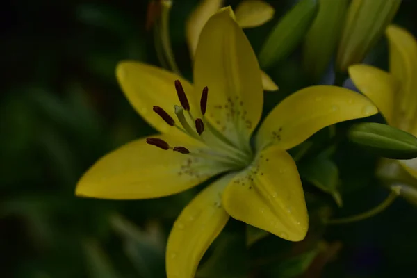 Schöne Lilien Wachsen Garten Sonnigen Sommertag — Stockfoto