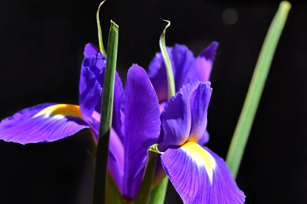 Belles Fleurs Sur Fond Sombre — Photo