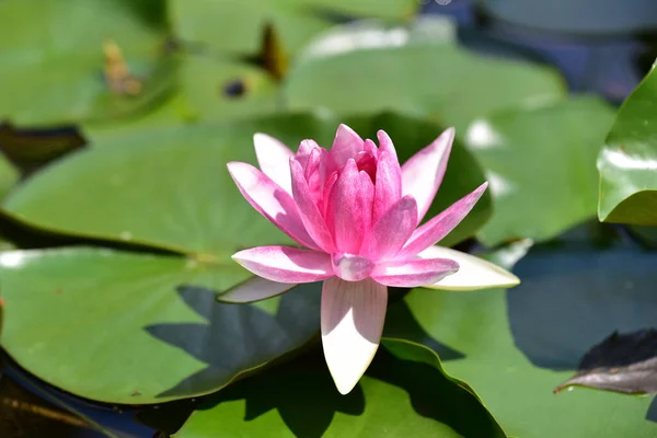 Beautiful Blooming Lotus Growing Pond Summer Day — Stock Photo, Image