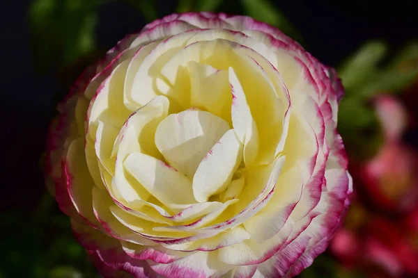 Schöne Rosenblüte Auf Dunklem Hintergrund Sommerkonzept Nahsicht — Stockfoto