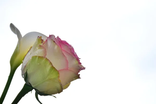 Schöne Rosenblume Auf Himmelshintergrund Sommerkonzept Nahsicht — Stockfoto