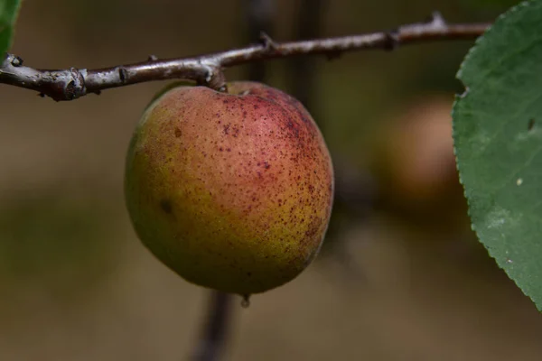 Arbre Avec Abricot Poussant Plein Air Concept Été Vue Rapprochée — Photo