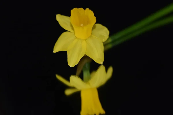 Hermosa Flor Narciso Sobre Fondo Oscuro Concepto Verano Vista Cercana — Foto de Stock