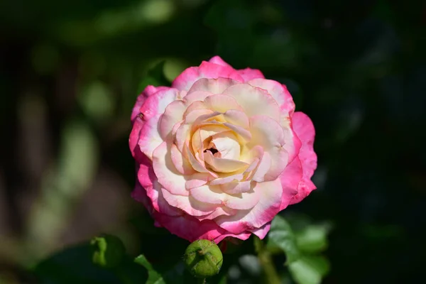 Schöne Rosenblüte Wächst Garten Sonnigem Sommertag — Stockfoto