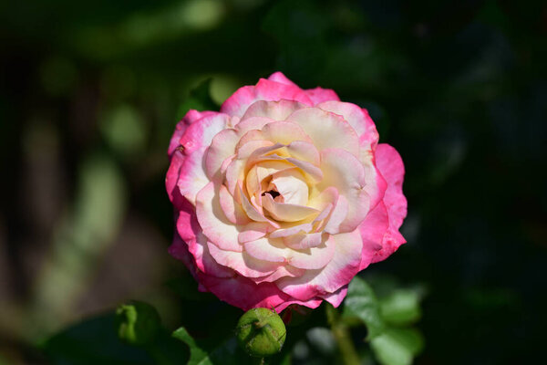 красивый цветок розы растет в саду в летний солнечный день 