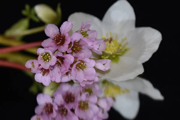 Beautiful Flowers Dark Background Summer Concept Close View — Stock Photo, Image