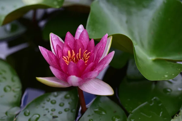 Schön Blühender Lotus Der Sommertag Teich Wächst — Stockfoto