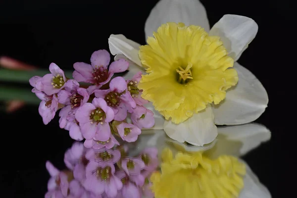 Belles Fleurs Sur Fond Sombre Concept Été Vue Rapprochée — Photo