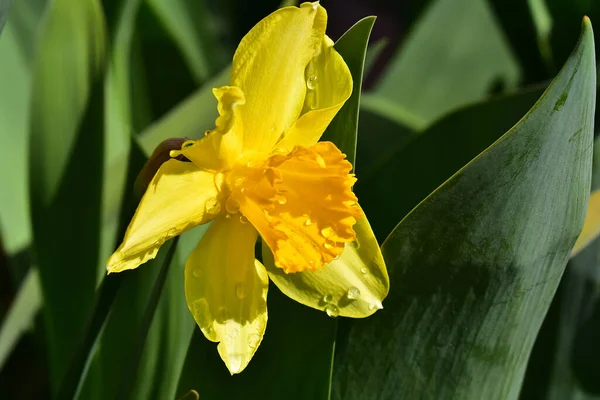 Vacker Påsklilja Blomma Växer Trädgården Sommaren Solig Dag — Stockfoto