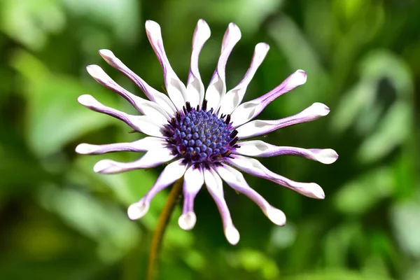 Primo Piano Bellissimi Fiori Sul Giardino — Foto Stock