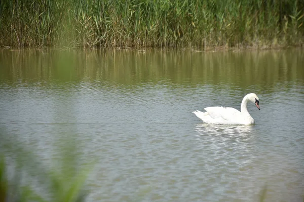 Schöner Weißer Schwan Schwimmt Sommertagen Auf Der Wasseroberfläche Des Sees — Stockfoto