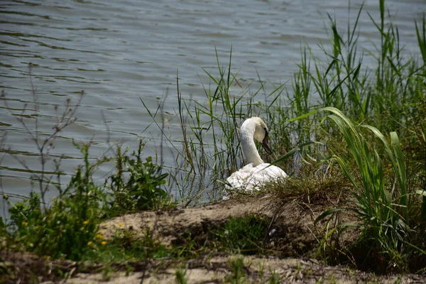 Beautiful White Swan Swimming Lake Water Surface Summer Day — Stock Photo, Image