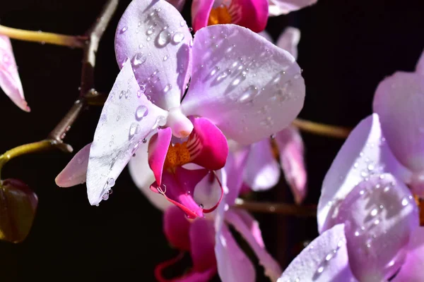 深色背景的美丽兰花 夏景概念 — 图库照片