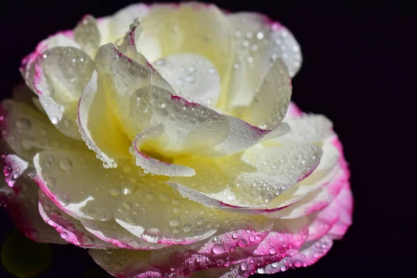 暗い背景に美しいバラの花夏のコンセプト近景 — ストック写真