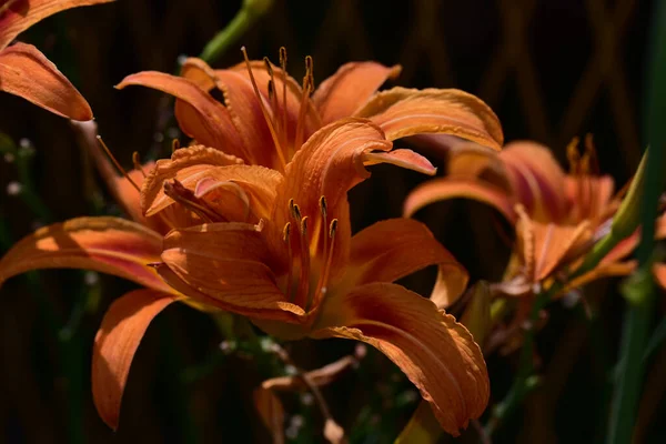 Hermosos Lirios Creciendo Jardín Verano Día Soleado —  Fotos de Stock