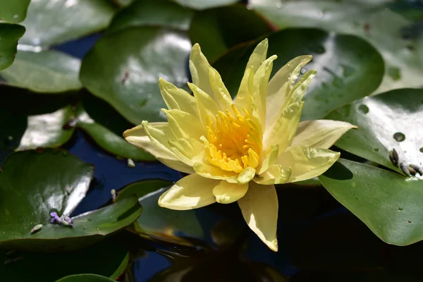 Schön Blühender Lotus Der Sommertag Teich Wächst — Stockfoto