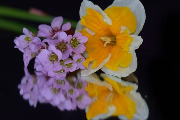 Belles Fleurs Sur Fond Sombre Concept Été Vue Rapprochée — Photo