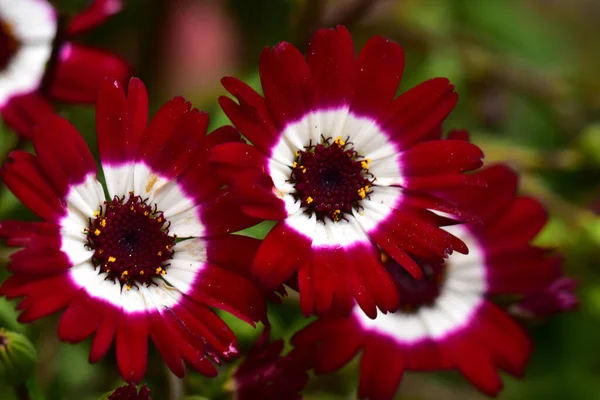 Beautiful Flowers Growing Garden Summer Sunny Day — Stock Photo, Image