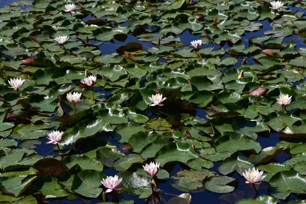 Lotes Florescendo Bonita Crescendo Lagoa Dia Verão — Fotografia de Stock