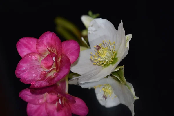 Beautiful Flowers Dark Background Summer Concept Close View — Stock Photo, Image