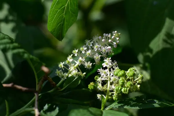 Schöne Blumen Wachsen Garten Sonnigen Sommertag — Stockfoto