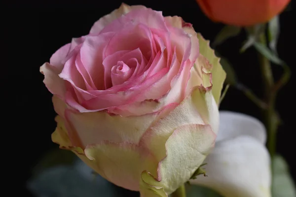 Bellissimo Fiore Rosa Sfondo Scuro Concetto Estivo Vista Vicino — Foto Stock