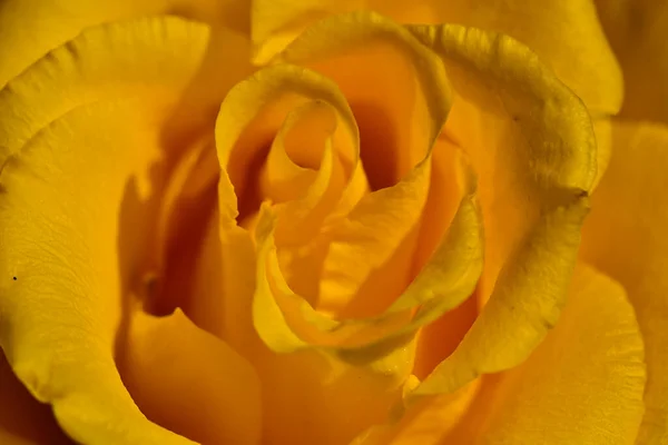 Schöne Rosenblüte Auf Dunklem Hintergrund Sommerkonzept Nahsicht — Stockfoto