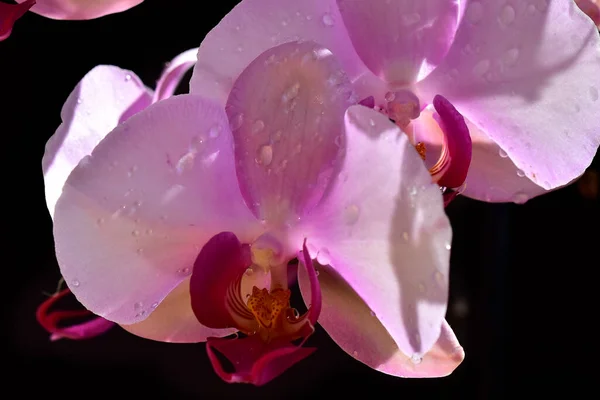 Schöne Orchideenblüten Auf Dunklem Hintergrund Sommerkonzept Nahsicht — Stockfoto