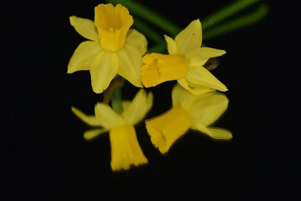 Hermosas Flores Narciso Sobre Fondo Oscuro Concepto Verano Vista Cercana —  Fotos de Stock