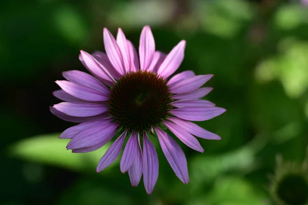 Belle Fleur Poussant Dans Jardin Journée Ensoleillée Été Images De Stock Libres De Droits