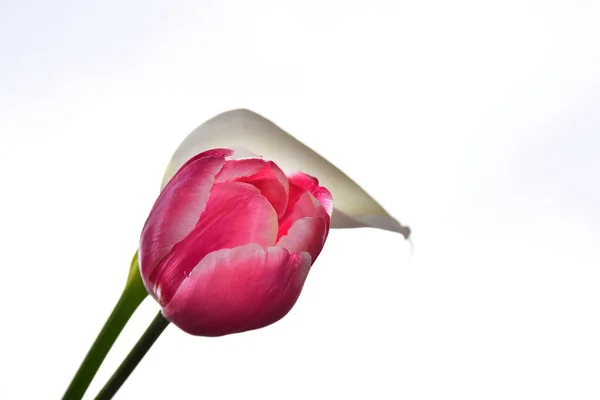 Beautiful Rose Tulip Flowers Sky Background Summer Concept Close View Stock Photo