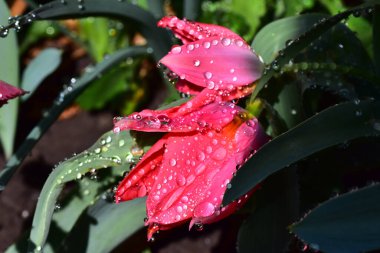 Güneşli yaz gününde bahçede büyüyen güzel laleler. 