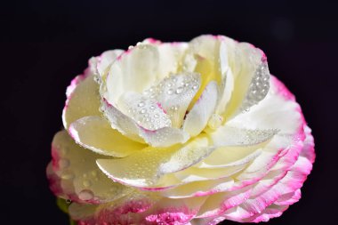 Koyu arkaplanda güzel bir gül çiçeği, yaz konsepti, yakın görüş  