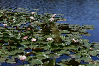 Yaz günü gölette büyüyen güzel nilüferler. 