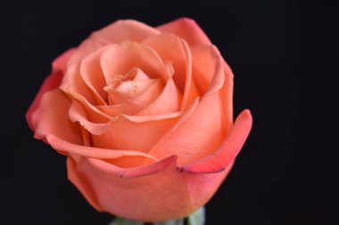 Koyu arkaplanda güzel bir gül çiçeği, yaz konsepti, yakın görüş  