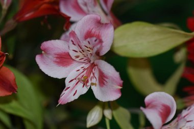 Koyu arkaplanda güzel çiçekler, yaz konsepti, yakın manzara  