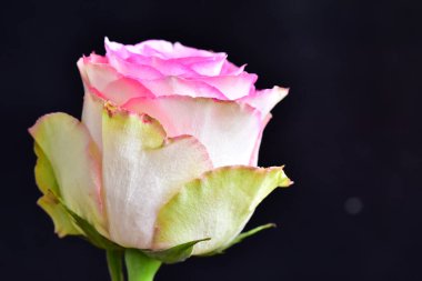 Koyu arkaplanda güzel bir gül çiçeği, yaz konsepti, yakın görüş  