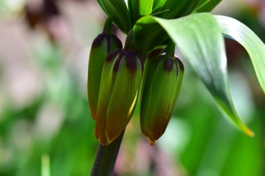 Güneşli yaz gününde bahçede yetişen güzel çiçekler. 