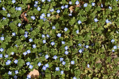 Güneşli yaz gününde bahçede yetişen güzel çiçekler. 