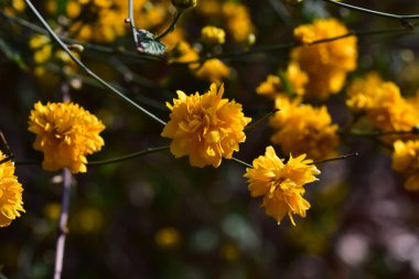 Bahçedeki güzel çiçekleri kapat.