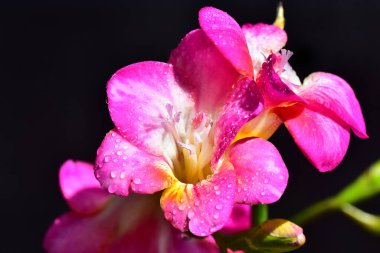 Koyu arkaplanda güzel çiçekler, yaz konsepti, yakın manzara  