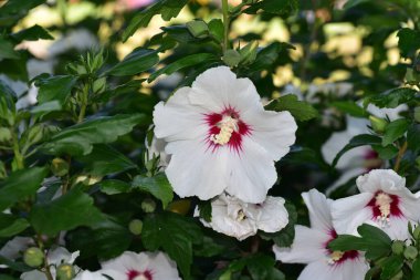 Güneşli yaz gününde bahçede yetişen güzel yaban ördeği çiçekleri. 