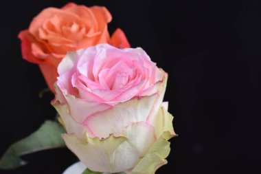 Koyu arkaplanda güzel güller, yaz konsepti, yakın manzara  