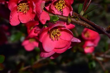 Pembe çiçekli kiraz ağacı dalları. Yakın plan, bahar konsepti.  