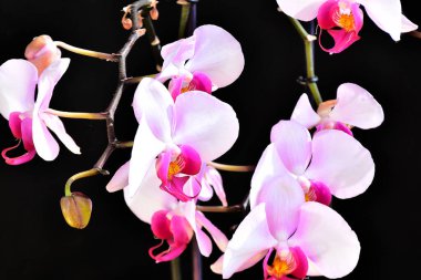 Koyu arkaplanda güzel orkide çiçekleri, yaz konsepti, yakın görüş  