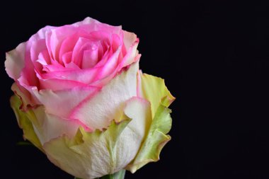 Koyu arkaplanda güzel bir gül çiçeği, yaz konsepti, yakın görüş  