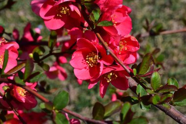 Pembe çiçekli kiraz ağacı dalları. Yakın plan, bahar konsepti.  