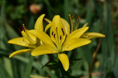 Güneşli yaz gününde bahçede yetişen güzel zambaklar. 