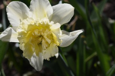 Güneşli yaz gününde bahçede yetişen güzel nergisler. 