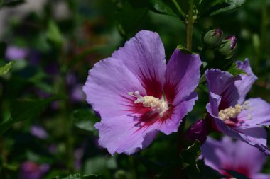 Güneşli yaz gününde bahçede yetişen güzel yaban ördeği çiçekleri. 